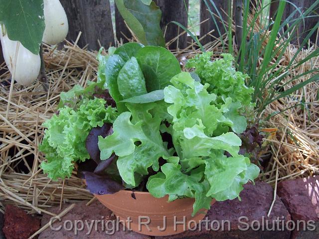 Mixed lettuce